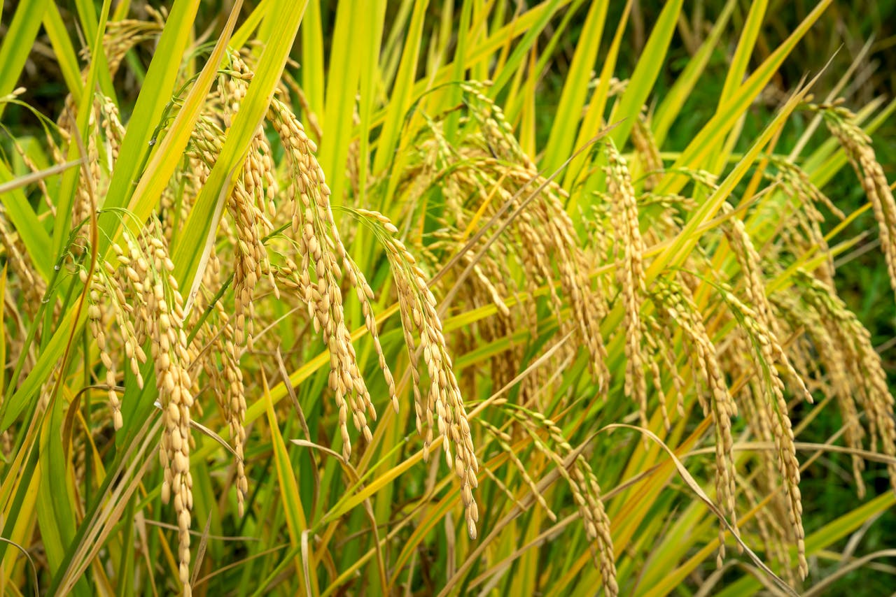 Vistha Paddy seeds crop field